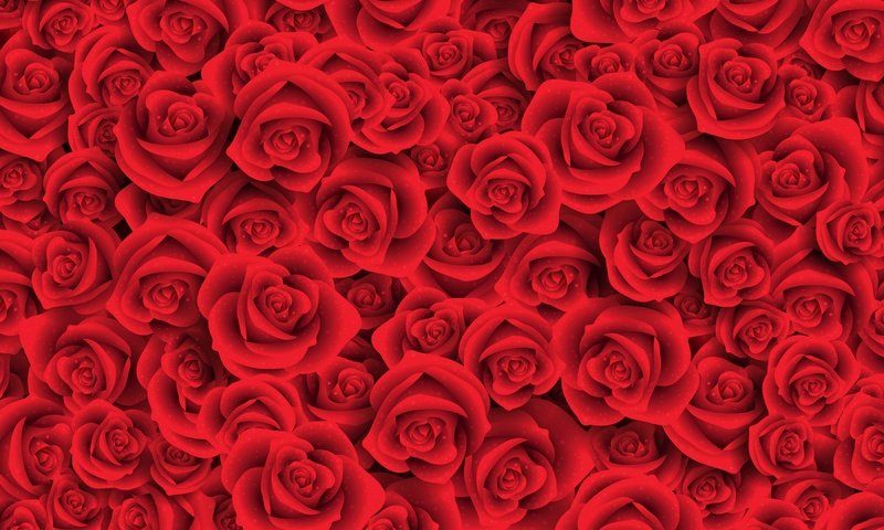 Обои цветы, бутоны, розы, лепестки, красные, flowers, buds, roses, petals, red разрешение 3600x3600 Загрузить