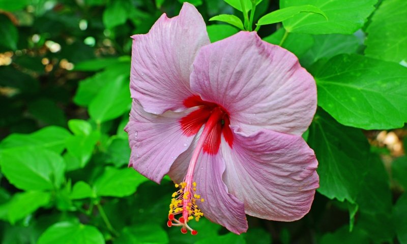 Обои цветение, лепестки, тычинки, листики, гибискус, flowering, petals, stamens, leaves, hibiscus разрешение 2048x1365 Загрузить