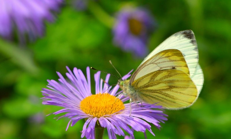 Обои насекомое, цветок, бабочка, крылья, бабочка макро, insect, flower, butterfly, wings, butterfly macro разрешение 3000x1850 Загрузить