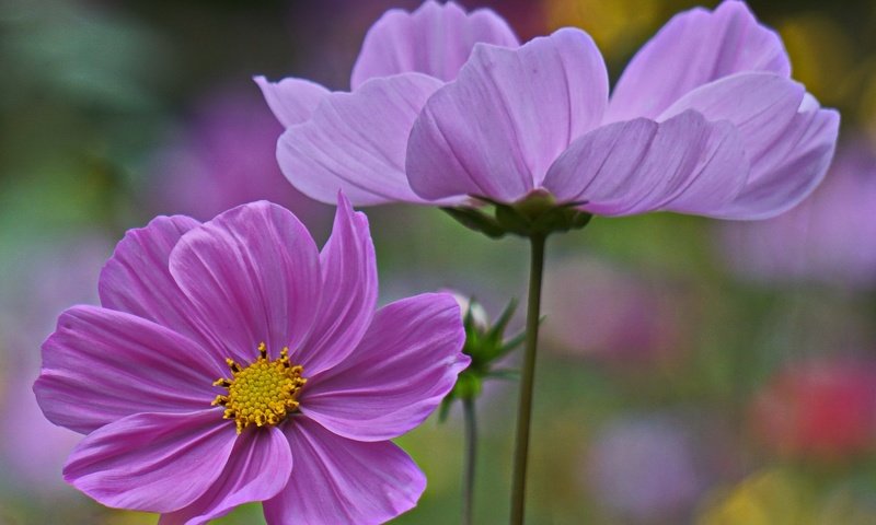 Обои цветы, цветение, лепестки, размытость, стебель, космея, flowers, flowering, petals, blur, stem, kosmeya разрешение 2048x1365 Загрузить