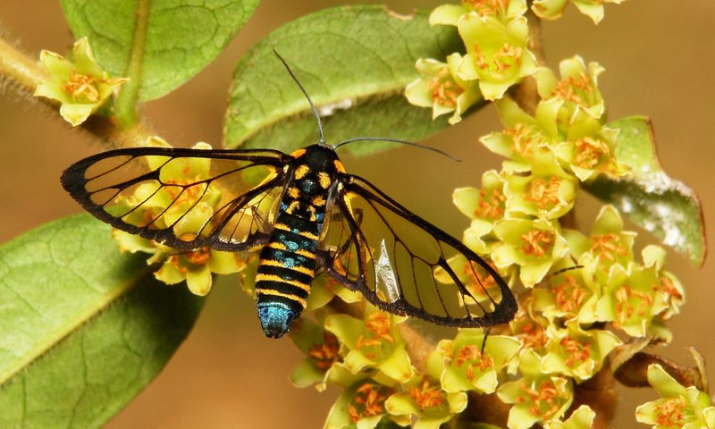 Обои цветы, макро, бабочка, flowers, macro, butterfly разрешение 1920x1200 Загрузить