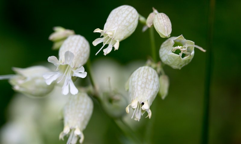 Обои цветы, макро, белые, луговые, смолевка, смолевка обыкновенная, flowers, macro, white, meadow, campion, silene vulgaris разрешение 2048x1365 Загрузить