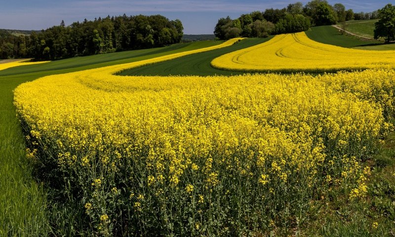 Обои цветы, природа, поле, рапс, flowers, nature, field, rape разрешение 2560x1600 Загрузить