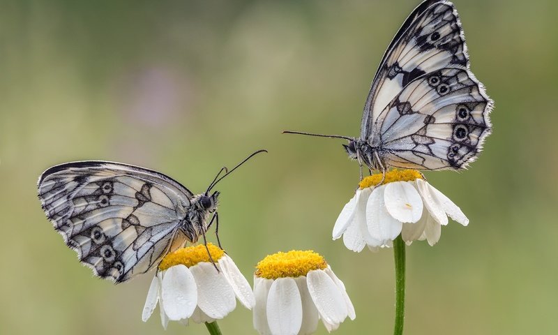 Обои цветы, крылья, насекомые, ромашки, бабочки, flowers, wings, insects, chamomile, butterfly разрешение 2048x1463 Загрузить