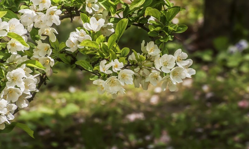 Обои дерево, цветение, весна, tree, flowering, spring разрешение 2048x1365 Загрузить