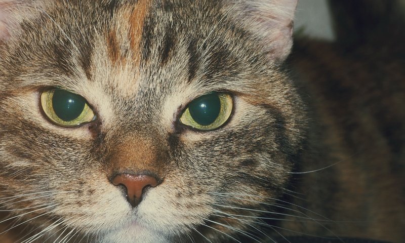 Обои кот, мордочка, усы, кошка, взгляд, полосатый, cat, muzzle, mustache, look, striped разрешение 4608x3456 Загрузить