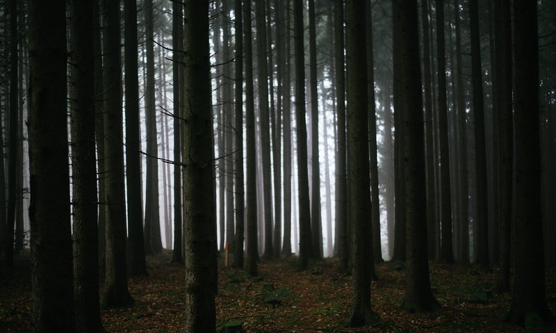 Обои деревья, лес, туман, темнота, trees, forest, fog, darkness разрешение 6016x4016 Загрузить