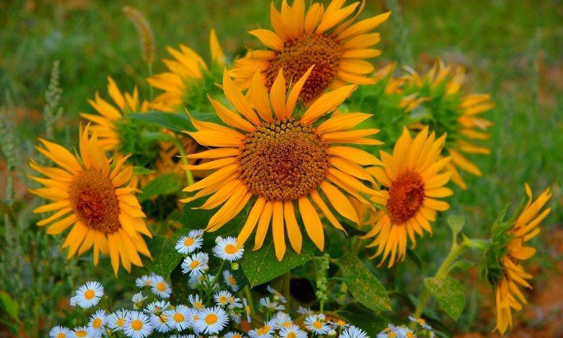 Обои цветы, лето, лепестки, ромашки, подсолнухи, flowers, summer, petals, chamomile, sunflowers разрешение 3000x1915 Загрузить
