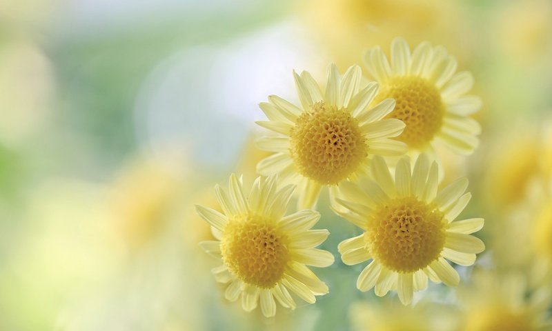 Обои цветы, макро, размытость, желтые, хризантемы, боке, flowers, macro, blur, yellow, chrysanthemum, bokeh разрешение 2048x1365 Загрузить