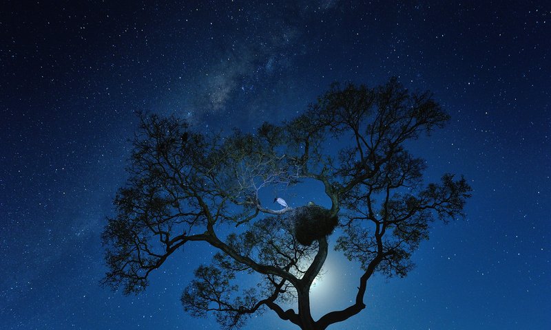 Обои ночь, дерево, звезды, гнездо, night, tree, stars, socket разрешение 1920x1200 Загрузить