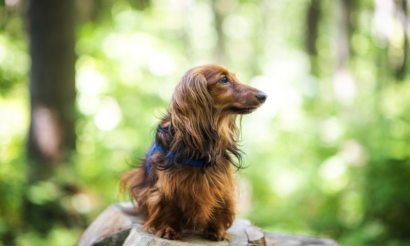 Обои собака, друг, такса, длинношерстная, dog, each, dachshund, longhair разрешение 2048x1368 Загрузить