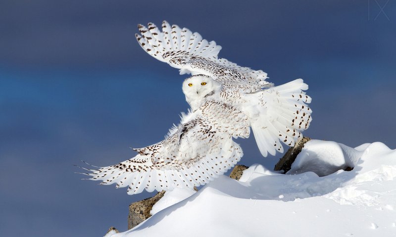 Обои сова, снег, зима, крылья, полярная сова, белая сова, owl, snow, winter, wings, snowy owl, white owl разрешение 1920x1200 Загрузить