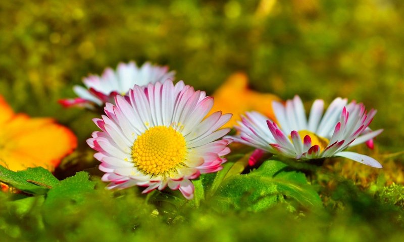 Обои цветы, лепестки, размытость, маргаритки, flowers, petals, blur, daisy разрешение 3000x1840 Загрузить