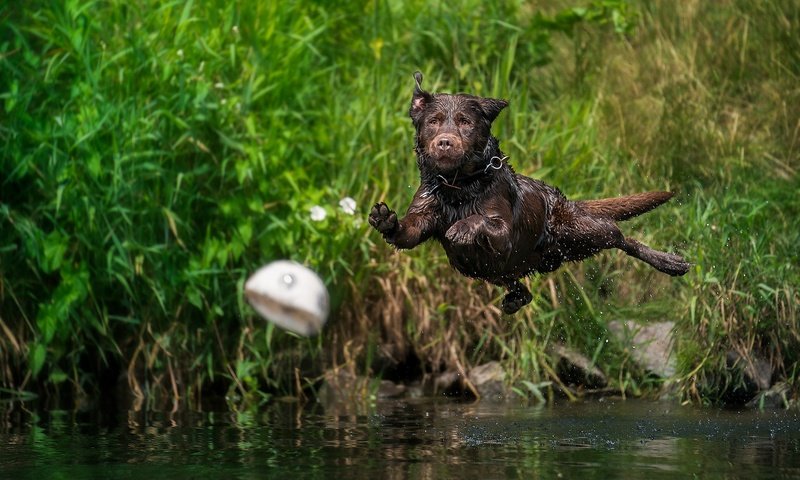 Обои вода, собака, брызги, прыжок, мяч, мокрая, лабрадор-ретривер, water, dog, squirt, jump, the ball, wet, labrador retriever разрешение 2048x1152 Загрузить