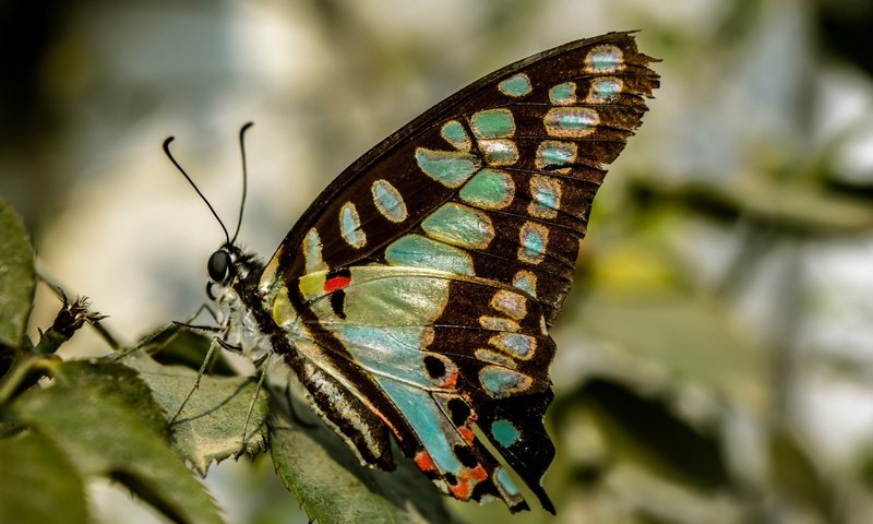 Обои природа, листья, насекомое, бабочка, крылья, nature, leaves, insect, butterfly, wings разрешение 1920x1280 Загрузить