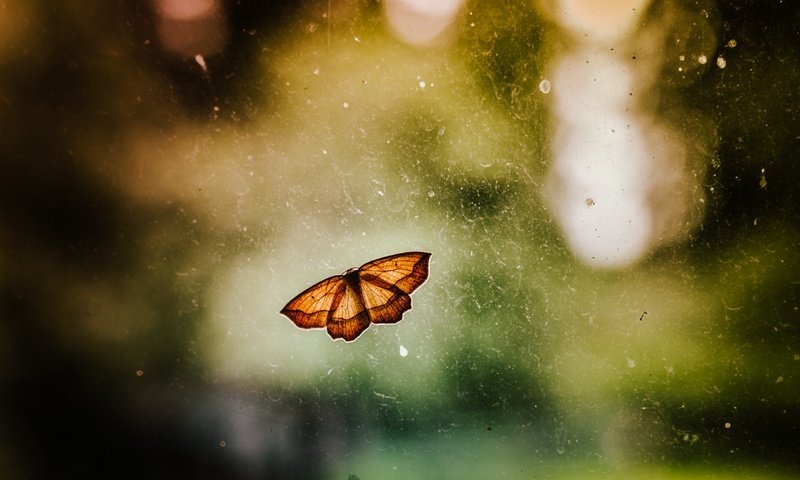 Обои насекомое, бабочка, крылья, размытость, insect, butterfly, wings, blur разрешение 1920x1080 Загрузить