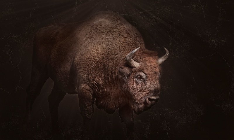 Обои фон, рога, бизон, background, horns, buffalo разрешение 2048x1365 Загрузить