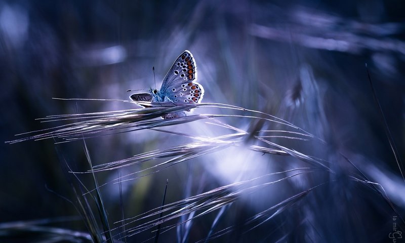 Обои трава, насекомое, бабочка, крылья, колоски, guillaume, grass, insect, butterfly, wings, spikelets разрешение 1920x1200 Загрузить