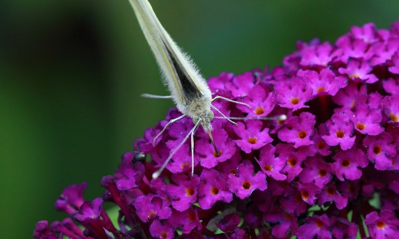 Обои цветы, насекомое, бабочка, крылья, flowers, insect, butterfly, wings разрешение 1920x1200 Загрузить