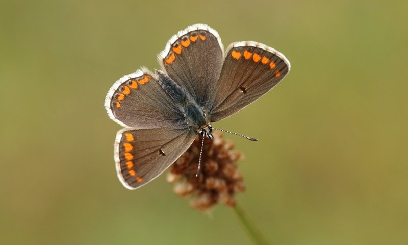 Обои природа, насекомое, фон, бабочка, крылья, растение, nature, insect, background, butterfly, wings, plant разрешение 2560x1600 Загрузить