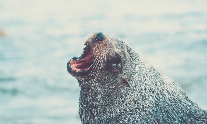 Обои морда, животное, тюлень, морской лев, face, animal, seal, sea lion разрешение 3872x2176 Загрузить
