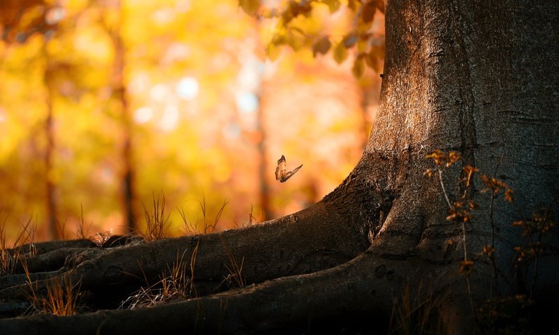 Обои дерево, листья, насекомое, осень, бабочка, корни, ствол, боке, tree, leaves, insect, autumn, butterfly, roots, trunk, bokeh разрешение 1920x1080 Загрузить