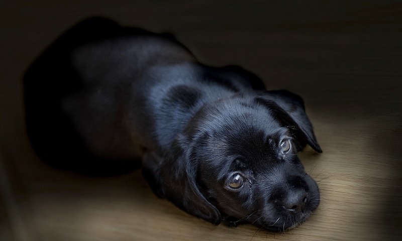 Обои черный, собака, щенок, лабрадор, ретривер, black, dog, puppy, labrador, retriever разрешение 2560x1696 Загрузить