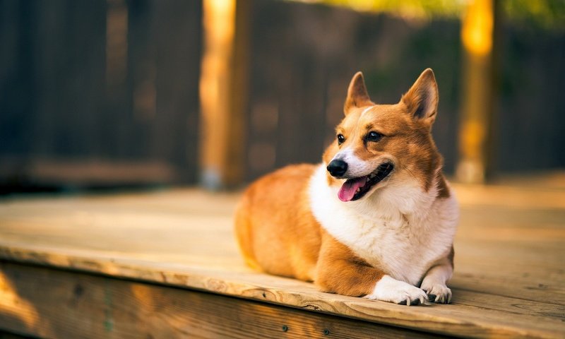 Обои взгляд, собака, друг, вельш-корги, корги, look, dog, each, welsh corgi, corgi разрешение 1920x1080 Загрузить