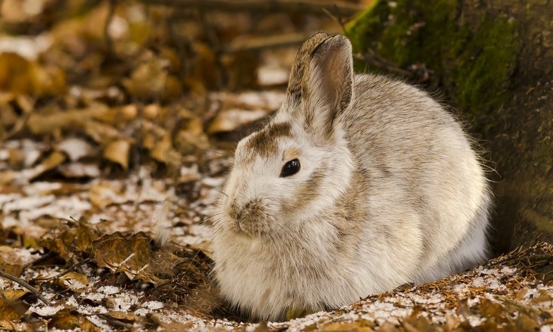 Обои природа, кролик, животное, заяц, nature, rabbit, animal, hare разрешение 1920x1080 Загрузить