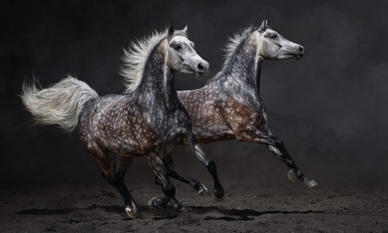 Обои животные, пара, лошади, кони, пыль, бег, animals, pair, horse, horses, dust, running разрешение 1920x1080 Загрузить
