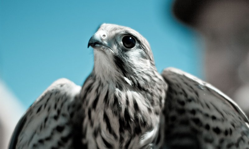 Обои небо, хищник, птица, клюв, перья, сокол, кречет, the sky, predator, bird, beak, feathers, falcon, merlin разрешение 5184x3456 Загрузить