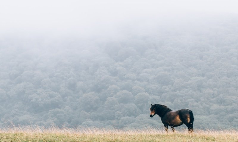 Обои лошадь, природа, туман, поле, конь, грива, horse, nature, fog, field, mane разрешение 4095x2730 Загрузить