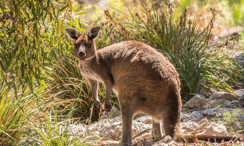 Обои растения, взгляд, животное, кенгуру, plants, look, animal, kangaroo разрешение 3250x2000 Загрузить