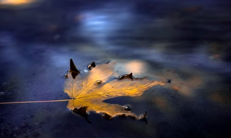 Обои вода, осень, лист, улица, кленовый лист, water, autumn, sheet, street, maple leaf разрешение 2048x1366 Загрузить