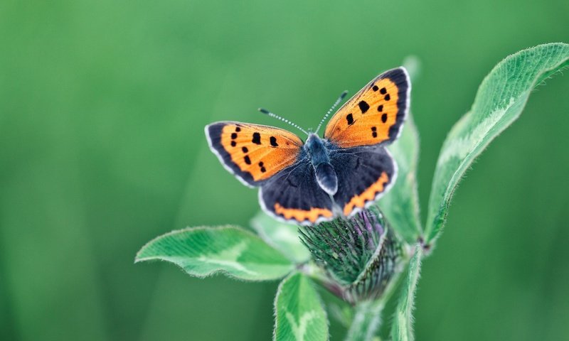 Обои клевер, листья, бабочка, крылья, насекомые, растение, clover, leaves, butterfly, wings, insects, plant разрешение 1920x1200 Загрузить