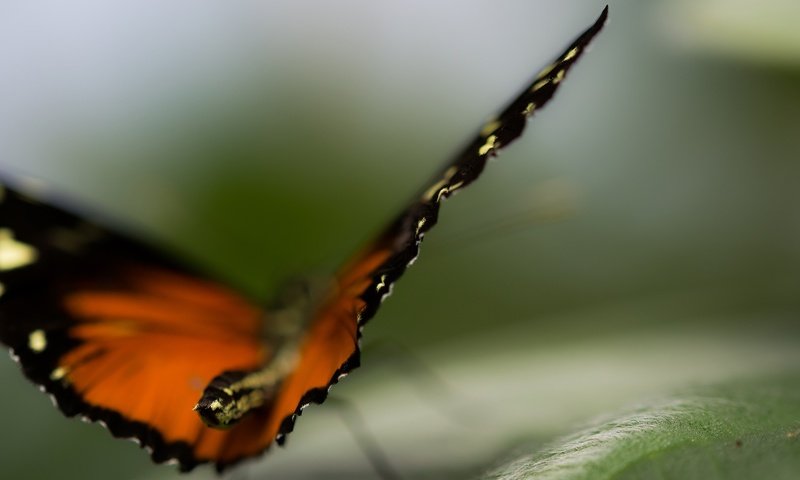 Обои природа, макро, бабочка, крылья, насекомые, размытость, nature, macro, butterfly, wings, insects, blur разрешение 2560x1440 Загрузить