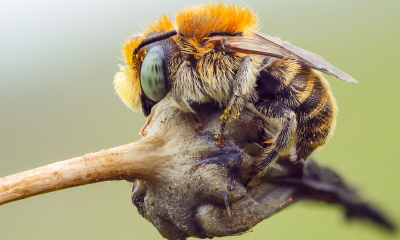 Обои глаза, шмель, природа, макро, насекомое, фон, растение, пчела, пыльца, eyes, bumblebee, nature, macro, insect, background, plant, bee, pollen разрешение 3828x2392 Загрузить