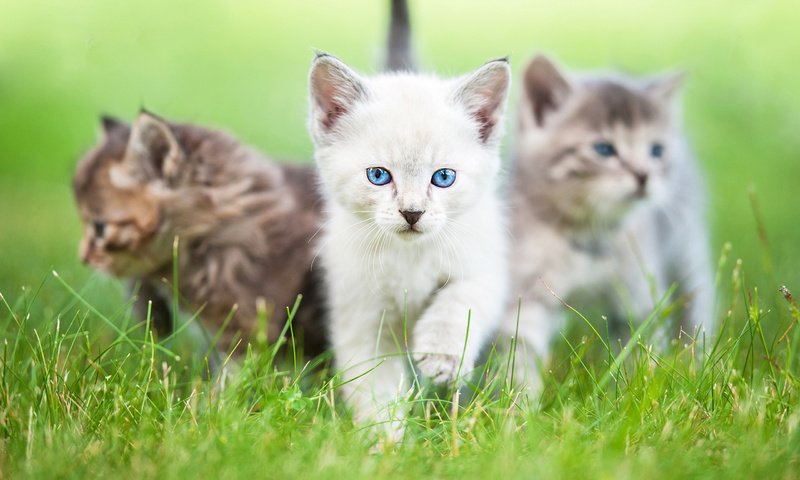 Обои глаза, трава, взгляд, коты, кошки, котята, rita kochmarjova, eyes, grass, look, cats, kittens разрешение 2560x1600 Загрузить