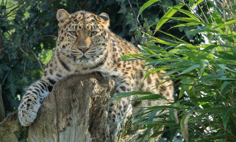 Обои растения, леопард, хищник, большая кошка, амурский, william warby, plants, leopard, predator, big cat, amur разрешение 3840x2400 Загрузить