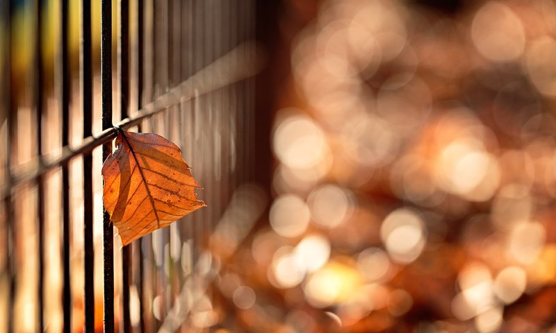 Обои макро, осень, забор, лист, боке, mirai.takahashi, macro, autumn, the fence, sheet, bokeh разрешение 3840x2400 Загрузить