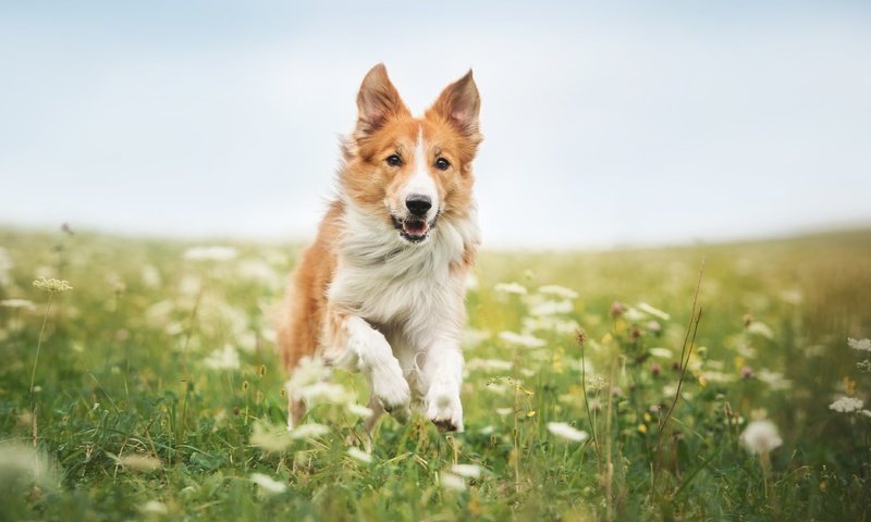 Обои цветы, трава, собака, бег, бордер-колли, flowers, grass, dog, running, the border collie разрешение 4246x2825 Загрузить