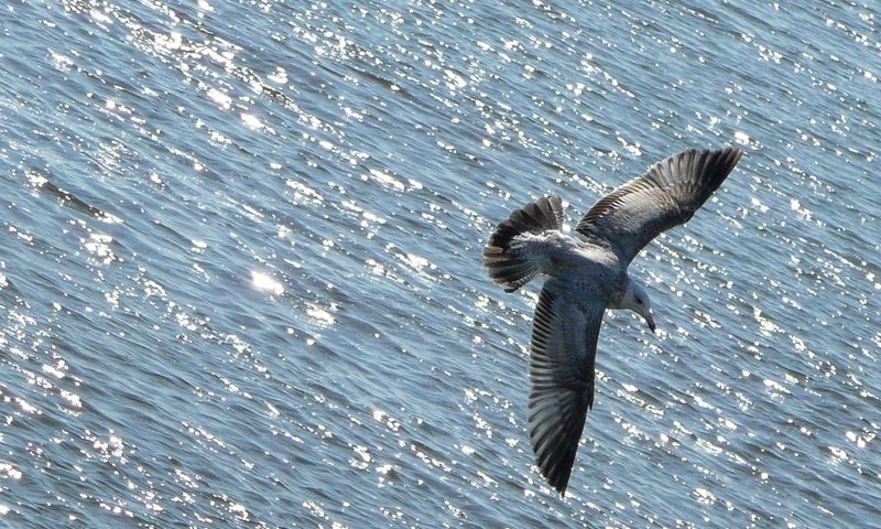 Обои вода, полет, чайка, океан, птица, животное, water, flight, seagull, the ocean, bird, animal разрешение 1920x1280 Загрузить