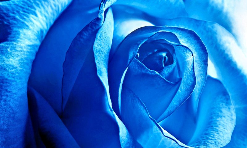 Обои цветок, роза, лепестки, синяя роза, крупным планом, flower, rose, petals, blue rose, closeup разрешение 2880x1800 Загрузить