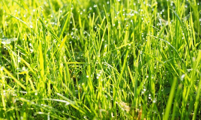 Обои трава, природа, зелень, роса, капли, grass, nature, greens, rosa, drops разрешение 4608x3456 Загрузить