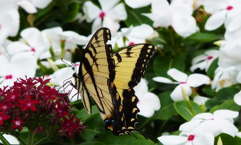 Обои цветы, насекомое, бабочка, крылья, махаон, flowers, insect, butterfly, wings, swallowtail разрешение 2000x1438 Загрузить