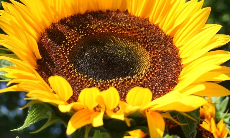 Обои желтый, цветок, лепестки, подсолнух, крупным планом, yellow, flower, petals, sunflower, closeup разрешение 2304x3456 Загрузить