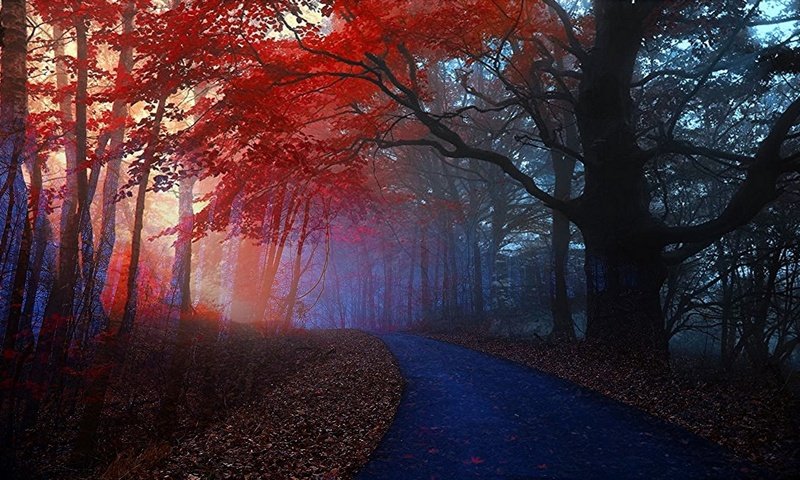 Обои дорога, деревья, лес, туман, осень, road, trees, forest, fog, autumn разрешение 1920x1082 Загрузить