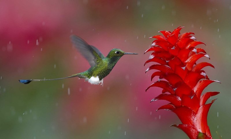 Обои природа, полет, цветок, птица, дождь, растение, колибри, nature, flight, flower, bird, rain, plant, hummingbird разрешение 2480x1651 Загрузить