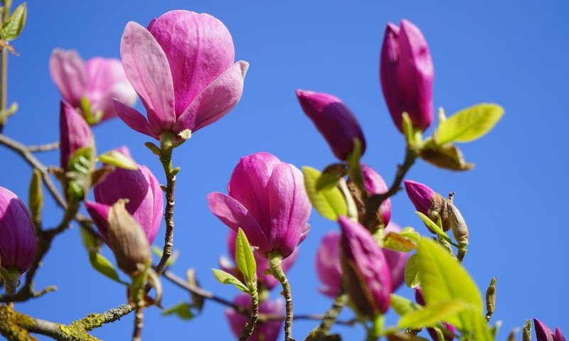 Обои цветы, природа, цветение, бутоны, весна, кустарник, магнолия, flowers, nature, flowering, buds, spring, shrub, magnolia разрешение 6000x4000 Загрузить