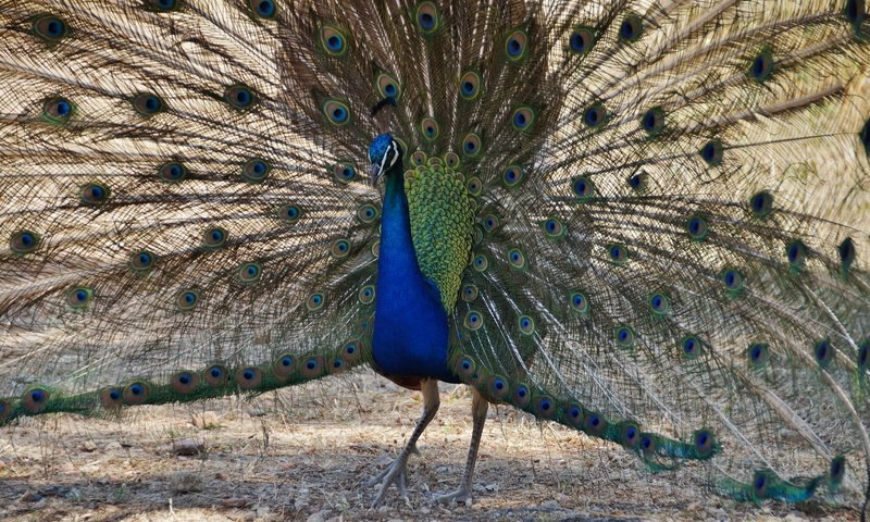 Обои птица, павлин, перья, хвост, bird, peacock, feathers, tail разрешение 2725x1694 Загрузить